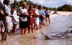 dolphin2.jpg (12442 byte)