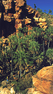 rockpalm.gif (48498 byte)