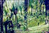 smsepilok-garden.jpg (4382 byte)