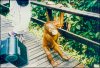 smsepilok-orangutan2.jpg (4134 byte)
