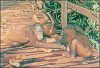 smsepilok-orangutan3.jpg (3586 byte)